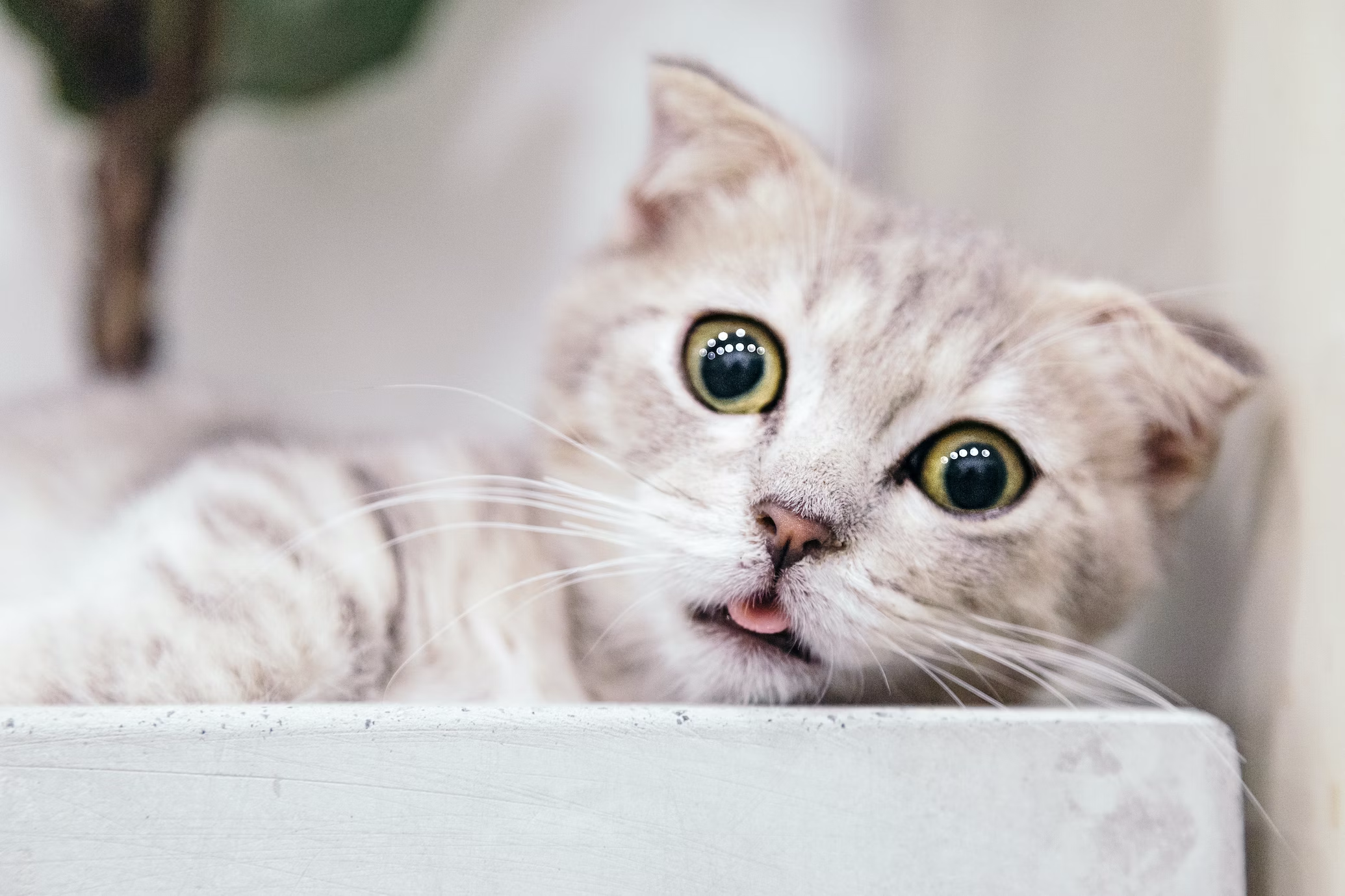 startled cat