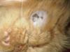 Picture Cat Skin Cyst or Cat Skin Tumor