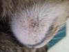 Possible case of Cat Chin Acne