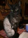 Picture Cat Flea Allergy Dermatitis