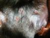 Picture Possible Cat Skin Infection