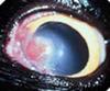 A Wound Like a Cat Eye Ulcer Such as This One Can Cause an Eye to Stay Closed<br><small>Source: Veterinary Vision</a></small>
