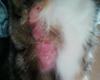 Picture Cat Leg After Licking Fur Probably Due to Feline Flea Bite Dermatitis