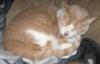 Cat with Lasting Cat Cough Problem - Picture of T.C.