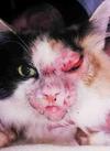 Example of a Superficial Bacterial Cat Skin Infection on Face<br><small>Source: Washington State University</small>