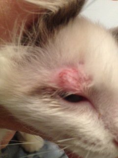 Poor little ChaCha with possible case of Cat Ringworm
