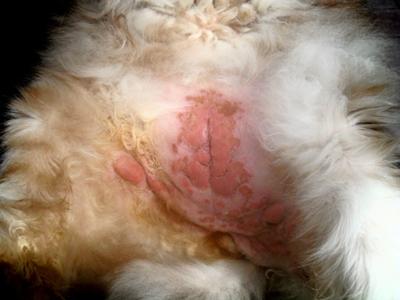 Picture Severe Cat Stomach Rash