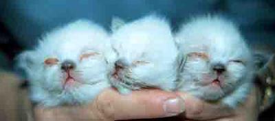 <b>Picture of Kittens with Upper Respiratory Infection, a possible cause of cat sneezing mucus. Queen Was Ill During Preganancy.</b><br><small>Source: Washington State Unviersity, Dr. Barbara Stein</small>